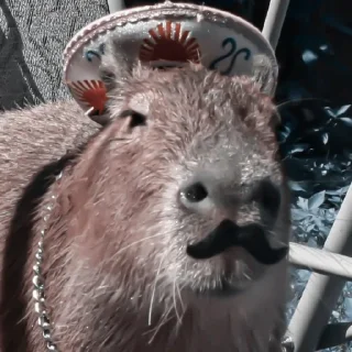 Sticker from » 🫘 capybara ! - @smstickerr
