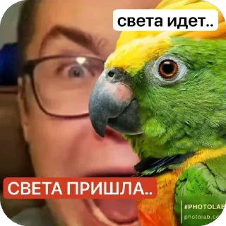 🫥 emoji бобинь 🫘 Telegram sticker 22 of 31