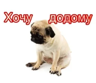🗿 emoji Східняцьке бидло Telegram sticker 20 of 66