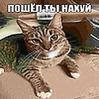 🤬 emoji Больше стиков тут: @stikery4 Telegram sticker 6 of 16