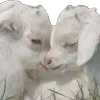 🐑 emoji позволь мне исчезнуть ᅠᅠᅠᅠᅠᅠᅠᅠ Telegram sticker 9 of 104