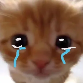 😭 emoji Котики хд смешно мем милые коты лол хд Telegram sticker 17 of 60
