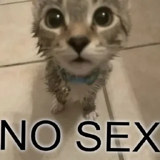 😜 emoji Котики хд смешно мем милые коты лол хд Telegram sticker 24 of 60