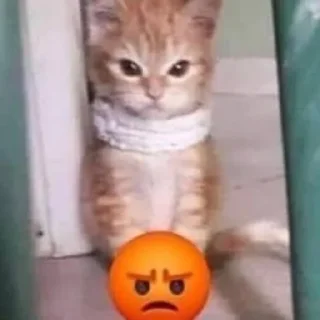 😡 emoji Котики хд смешно мем милые коты лол хд Telegram sticker 8 of 60