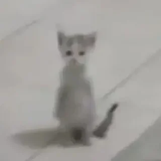 😶 emoji Котики хд смешно мем милые коты лол хд Telegram sticker 9 of 60