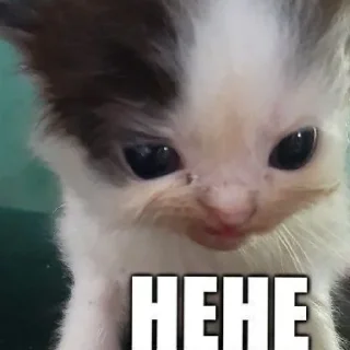😳 emoji Котики хд смешно мем милые коты лол хд Telegram sticker 11 of 60