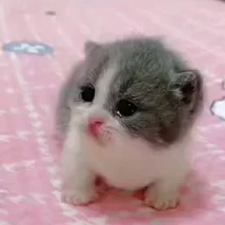 😍 emoji Мой ВИДЕО стикерпак @moyi_stikery_bot Telegram sticker 16 of 34