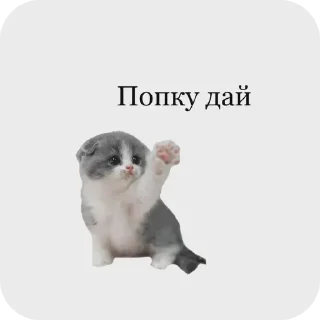 🐱 emoji nepogreshim ➡️ @Ctikerubot Telegram sticker 10 of 22