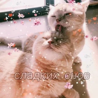 💜 emoji Ksenia Telegram sticker 13 of 27
