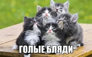 🌟 emoji максим Telegram sticker 22 of 92