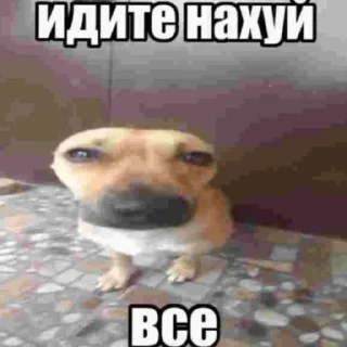 😾 emoji суета @zay1bal Telegram sticker 7 of 40