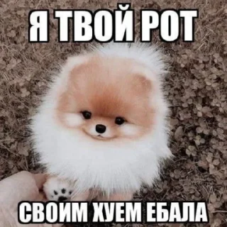 💕 emoji суета @zay1bal Telegram sticker 9 of 40