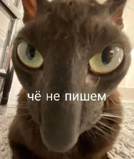 😡 emoji я лев) Telegram sticker 6 of 57