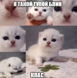 🌟 emoji Больше стикеров 👉🏻 @stickertg4 Telegram sticker 18 of 117