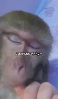 😍 emoji Бибизянки 7 > @bibizyankii Telegram sticker 19 of 100