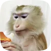 🤩 emoji Бибизянки ат - @bibizyanchikibanan @TgEmodziBot Telegram sticker 3 of 28