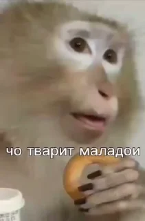 🥹 emoji Бибизянки 7 > @bibizyankii Telegram sticker 11 of 100