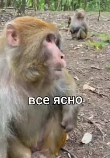😏 emoji Бибизянки 7 > @bibizyankii Telegram sticker 5 of 100