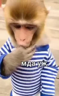 😜 emoji Бибизянки 7 > @bibizyankii Telegram sticker 9 of 100