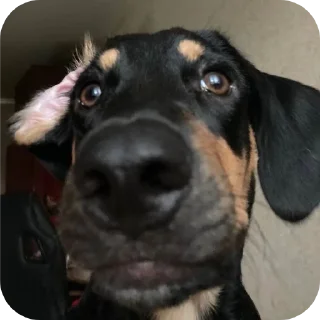 🐶 emoji Lukovksjrif korifks Telegram sticker 8 of 61