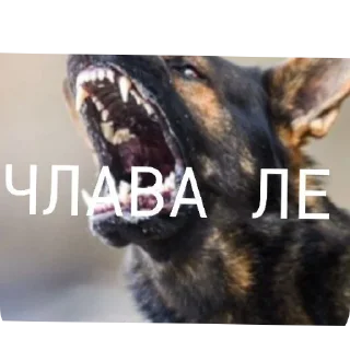 🐶 emoji Lukovksjrif korifks Telegram sticker 23 of 61