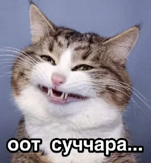 Sticker from смысл