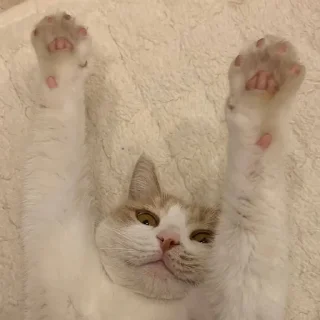Sticker from марсюшка 🐈