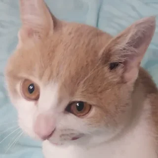 🥴 emoji марсюшка 🐈 Telegram sticker 20 of 59