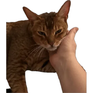 🌟 emoji SIMBATHECAT Telegram sticker 12 of 60