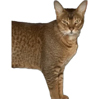 🌟 emoji SIMBATHECAT Telegram sticker 24 of 60