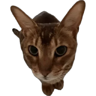 🌟 emoji SIMBATHECAT Telegram sticker 16 of 60