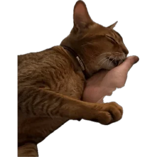 🌟 emoji SIMBATHECAT Telegram sticker 13 of 60