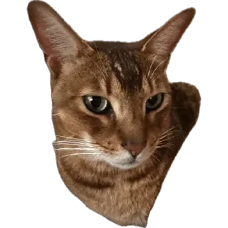 🌟 emoji SIMBATHECAT Telegram sticker 20 of 60