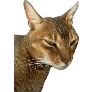 🌟 emoji SIMBATHECAT Telegram sticker 14 of 60