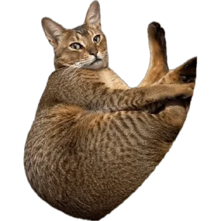 🌟 emoji SIMBATHECAT Telegram sticker 22 of 60