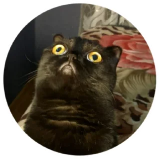 😱 emoji Что-то Telegram sticker 21 of 53