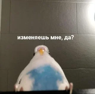 Sticker from попуги (⁠・⁠∀⁠・⁠)