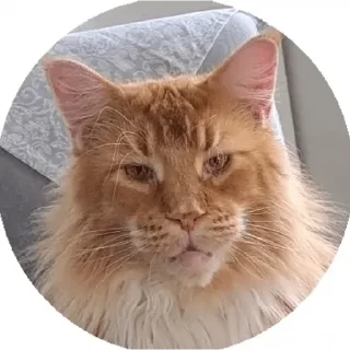 🐱 emoji культ евреев Telegram sticker 17 of 29