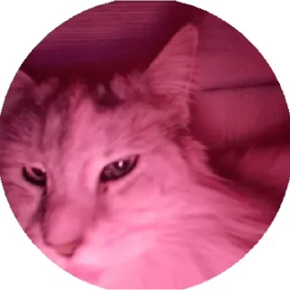 ✨ emoji культ евреев Telegram sticker 2 of 29