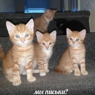 ❔ emoji Котики(@Gos_Aye) Telegram sticker 20 of 120