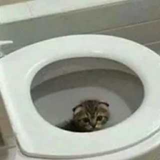 🚽 emoji Котики(@Gos_Aye) Telegram sticker 11 of 120