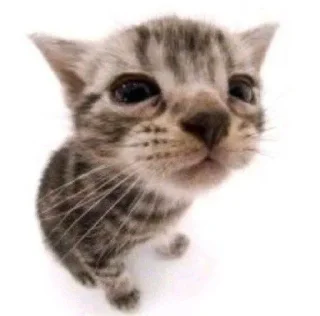 😮‍💨 emoji Котейки(@Gos_Aye) Telegram sticker 6 of 88