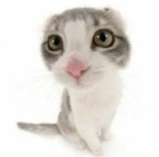 😏 emoji Котейки(@Gos_Aye) Telegram sticker 7 of 88