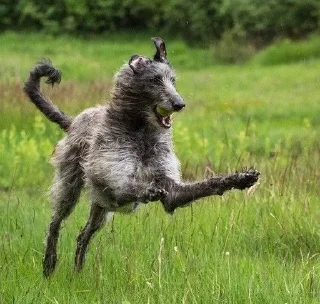 🌟 emoji Собачий ангел Telegram sticker 20 of 54
