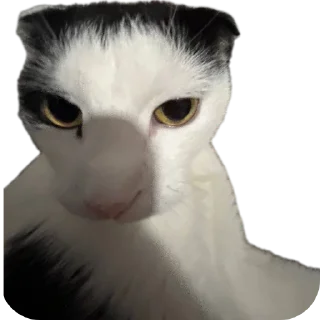 🐱 emoji Смертельный файл Telegram sticker 7 of 9