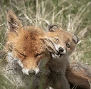 🦊 emoji лисички Telegram sticker 12 of 55