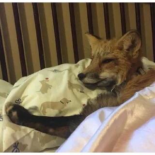 😴 emoji лисички Telegram sticker 9 of 55