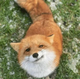 🥰 emoji лисички Telegram sticker 7 of 55