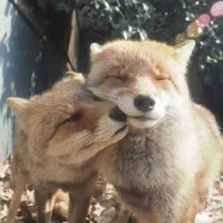 😚 emoji лисички Telegram sticker 21 of 55