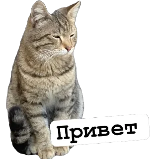 👋 emoji Cats by https://t.me/Um_Bilal_111  fStikBot Telegram sticker 5 of 11